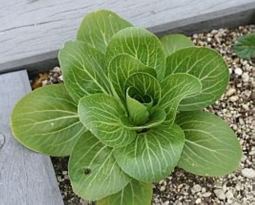 チンゲンサイ【地植え】写真