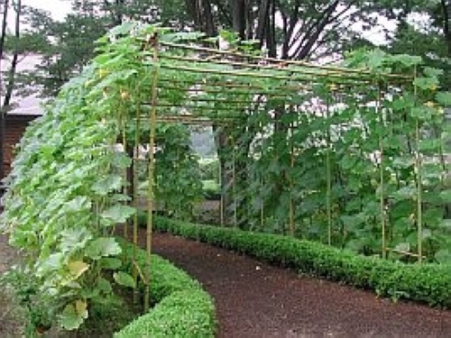 ミニカボチャ【地植え】写真