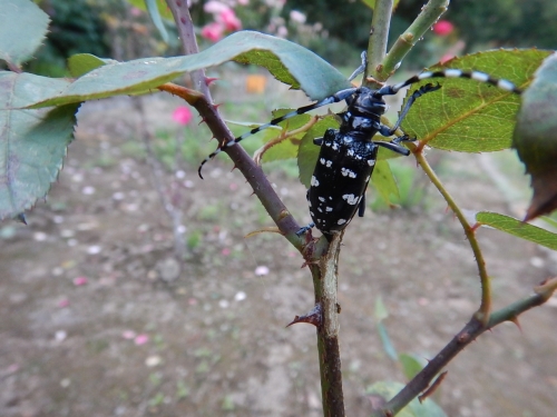 カミキリムシ(成虫)写真