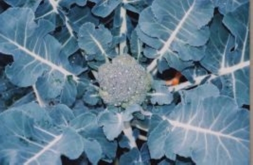 ブロッコリー【地植え】写真
