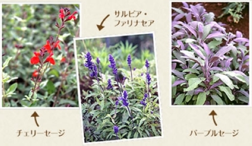 セージ【地植え】写真