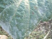 うどんこ病写真