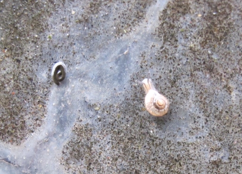 カタツムリ【不快害虫】写真