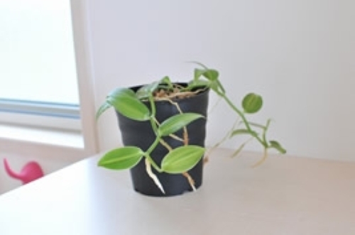 バニラ【地植え】写真