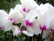 シクラメン写真