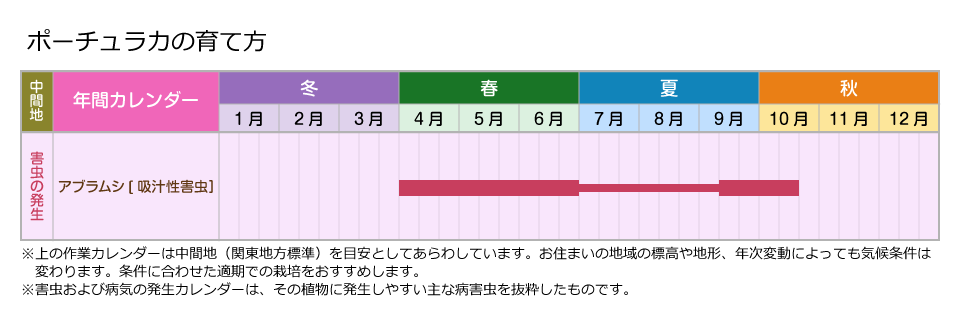 栽培管理 ポーチュラカの育て方 暑さや日差しに強く 夏の花壇を彩る