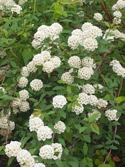 庭木 花木の育て方一覧 栽培 管理の基礎情報をご紹介