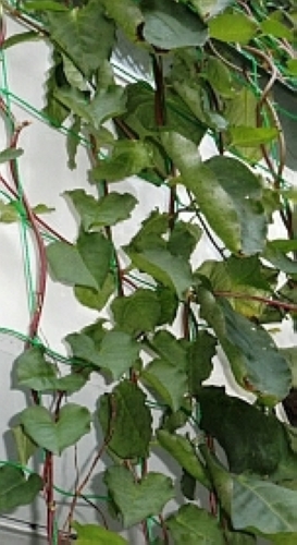 アカザカズラ【地植え】写真