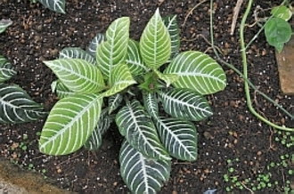 観葉植物大全 失敗しない選び方 育て方 自宅や職場に緑の暖かみ